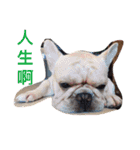 French bulldogs nonsenses ll（個別スタンプ：12）