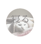 cat stamp (yuzu)（個別スタンプ：6）