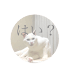 cat stamp (yuzu)（個別スタンプ：8）