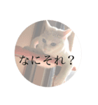 cat stamp (yuzu)（個別スタンプ：10）