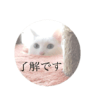 cat stamp (yuzu)（個別スタンプ：15）