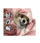 DoDo's Diary（個別スタンプ：3）