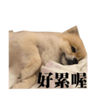 DoDo's Diary（個別スタンプ：20）