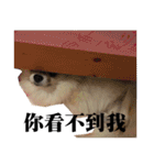 DoDo's Diary（個別スタンプ：22）