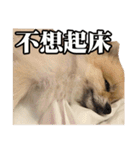 DoDo's Diary（個別スタンプ：27）