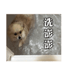 DoDo's Diary（個別スタンプ：33）