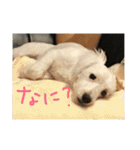 マルくんのまいにち（個別スタンプ：12）