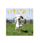 マルくんのまいにち（個別スタンプ：15）