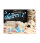 マルくんのまいにち（個別スタンプ：17）