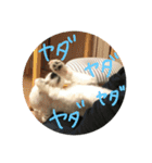マルくんのまいにち（個別スタンプ：34）