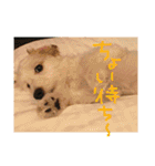 マルくんのまいにち（個別スタンプ：38）