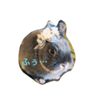 ラウ家のうさぎ達♪（個別スタンプ：2）
