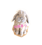 ラウ家のうさぎ達♪（個別スタンプ：7）