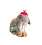 ラウ家のうさぎ達♪（個別スタンプ：8）