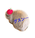 ラウ家のうさぎ達♪（個別スタンプ：11）