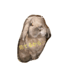 ラウ家のうさぎ達♪（個別スタンプ：12）