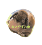 ラウ家のうさぎ達♪（個別スタンプ：13）