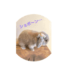 ラウ家のうさぎ達♪（個別スタンプ：15）