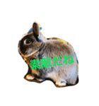 ラウ家のうさぎ達♪（個別スタンプ：20）