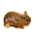 ラウ家のうさぎ達♪（個別スタンプ：21）