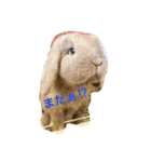 ラウ家のうさぎ達♪（個別スタンプ：24）