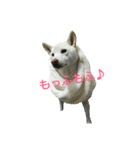 Daily life stamp white shiba dog Mocchi2（個別スタンプ：1）