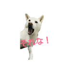 Daily life stamp white shiba dog Mocchi2（個別スタンプ：2）