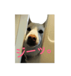 Daily life stamp white shiba dog Mocchi2（個別スタンプ：3）