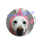 Daily life stamp white shiba dog Mocchi2（個別スタンプ：4）