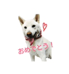 Daily life stamp white shiba dog Mocchi2（個別スタンプ：5）
