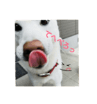 Daily life stamp white shiba dog Mocchi2（個別スタンプ：6）