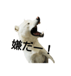 Daily life stamp white shiba dog Mocchi2（個別スタンプ：7）