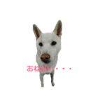Daily life stamp white shiba dog Mocchi2（個別スタンプ：8）
