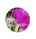 Daily life stamp white shiba dog Mocchi2（個別スタンプ：9）