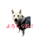 Daily life stamp white shiba dog Mocchi2（個別スタンプ：10）