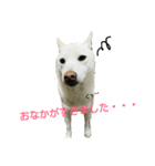 Daily life stamp white shiba dog Mocchi2（個別スタンプ：11）