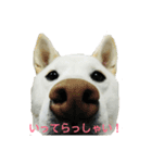 Daily life stamp white shiba dog Mocchi2（個別スタンプ：12）