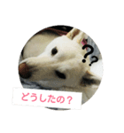 Daily life stamp white shiba dog Mocchi2（個別スタンプ：13）