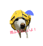 Daily life stamp white shiba dog Mocchi2（個別スタンプ：14）
