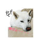 Daily life stamp white shiba dog Mocchi2（個別スタンプ：15）