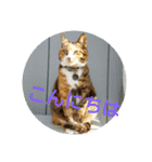 三毛猫と黒猫（個別スタンプ：1）