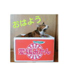 三毛猫と黒猫（個別スタンプ：3）
