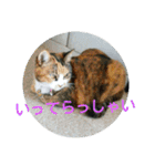三毛猫と黒猫（個別スタンプ：5）
