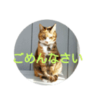 三毛猫と黒猫（個別スタンプ：6）