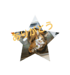 三毛猫と黒猫（個別スタンプ：7）