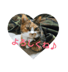 三毛猫と黒猫（個別スタンプ：8）