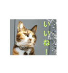 三毛猫と黒猫（個別スタンプ：9）