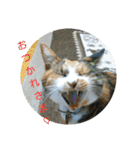 三毛猫と黒猫（個別スタンプ：10）