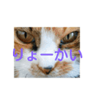 三毛猫と黒猫（個別スタンプ：11）