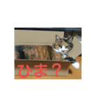三毛猫と黒猫（個別スタンプ：13）